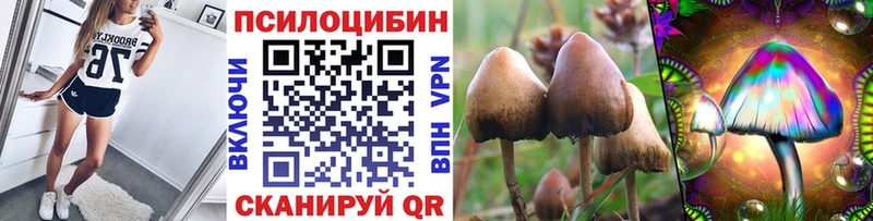 купить закладку  Ессентукская  Галлюциногенные грибы Psilocybe 